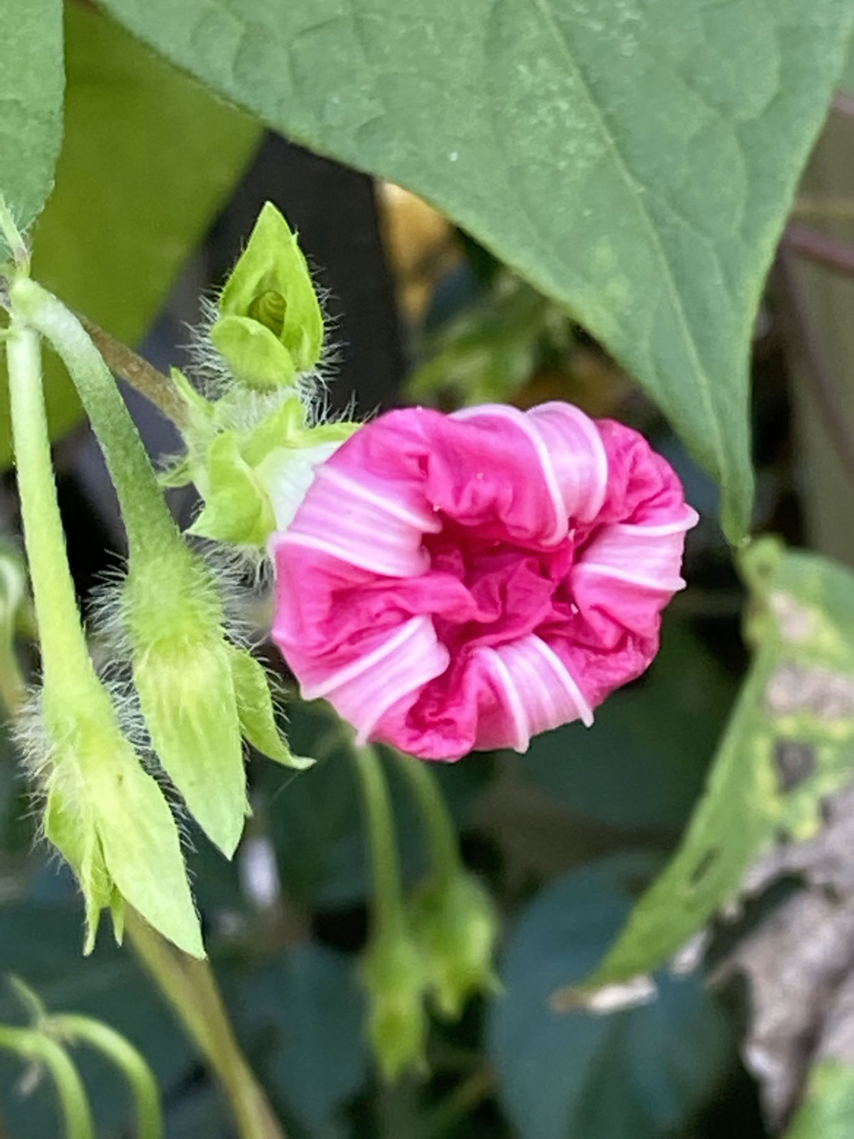 NN19 - common morning-glory